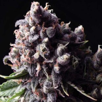 Cannabis seeds Auto Purple Feminised Gold - 500 pcs